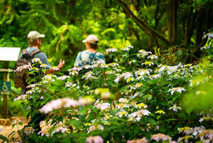 two vistors walking through abbotsbury subtropical gardens in spring time