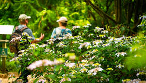 two vistors walking through abbotsbury subtropical gardens in spring time