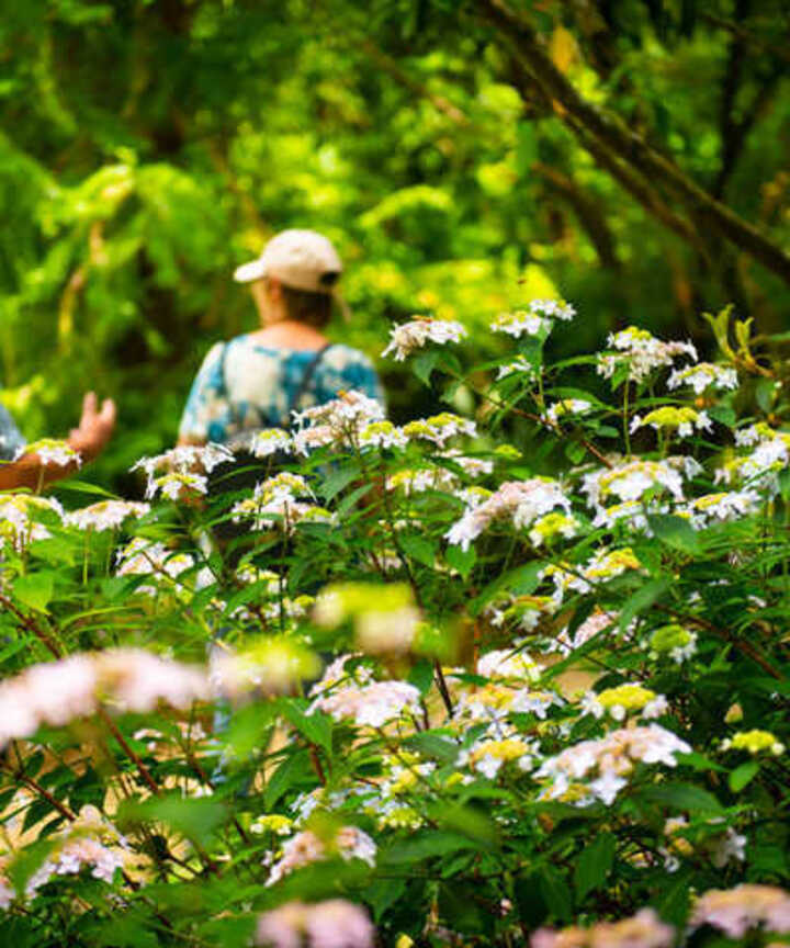 A vibrant scene at Abbotsbury Subtropical Gardens with colourful plant life lining the pathways
