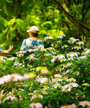 A vibrant scene at Abbotsbury Subtropical Gardens with colourful plant life lining the pathways