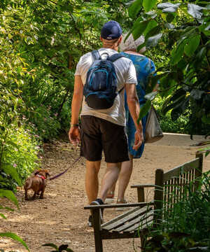 A person walks a small dog on a path surrounded by lush greenery.