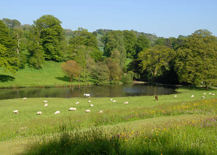 View at Minterne Gardens in Dorset; serene landscape with a lake, grassy area, and several sheep grazing under sunny skies.