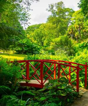 A woman reaching up towards large green gunnera in a vibrant garden setting.