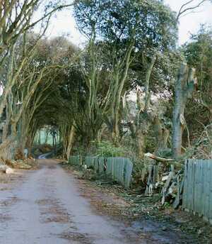 Storm damage at Abbotsbury Gardens from the high winds of 1990. photo showing Head Gardener Stephen Griffith shows the Prince of Wales around Abbotsbury Subtropical Gardens, 1995.
