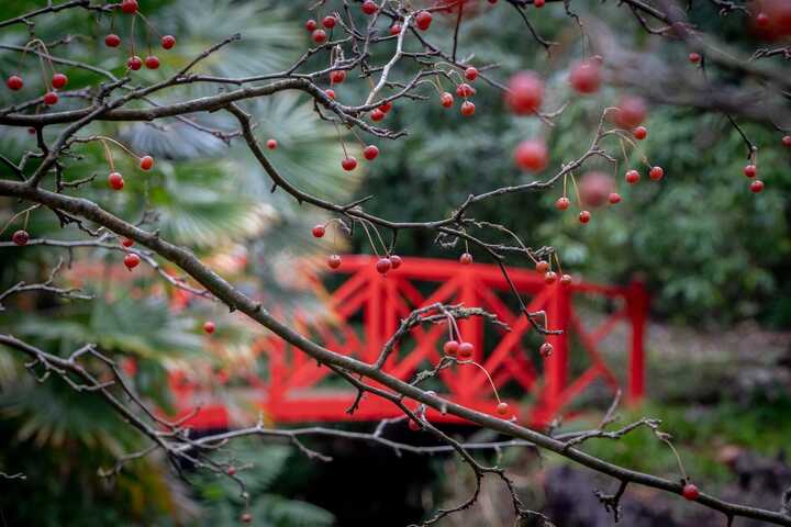 two vistors walking through abbotsbury subtropical gardens in spring time