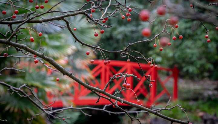 RHS Partner Gardens to Visit This Winter