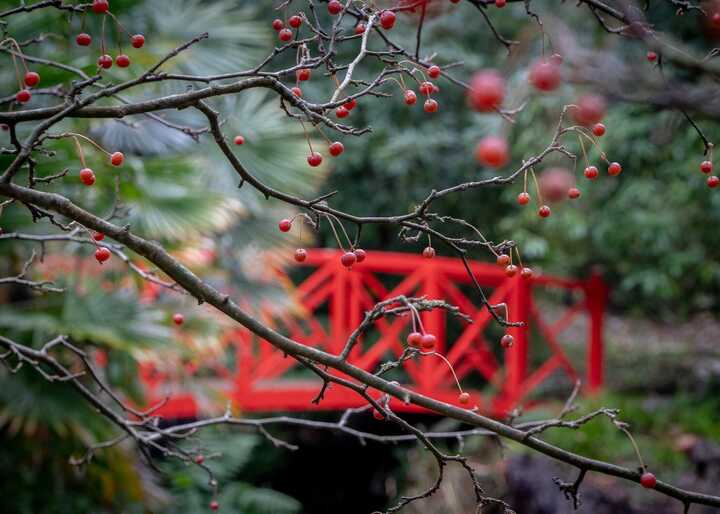 two gardeners and a wheelbarrow working at abbotsbury subtropical gardens