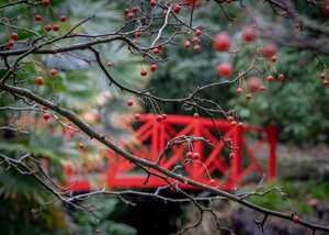 two gardeners and a wheelbarrow working at abbotsbury subtropical gardens