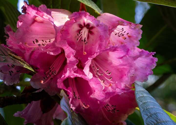 two gardeners and a wheelbarrow working at abbotsbury subtropical gardens