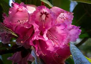 two gardeners and a wheelbarrow working at abbotsbury subtropical gardens