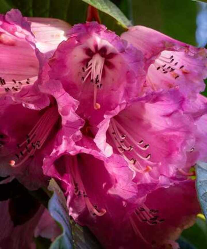 Close-up of vibrant pink rhododendron flowers with intricate petal patterns.