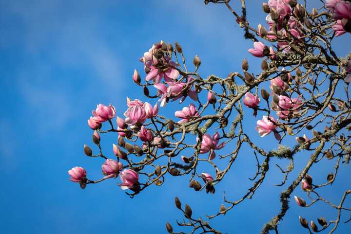 pathway leading through abbotsbury subtropical gardens