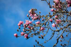 pathway leading through abbotsbury subtropical gardens