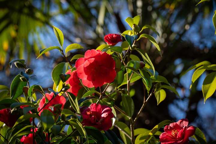 two vistors walking through abbotsbury subtropical gardens in spring time