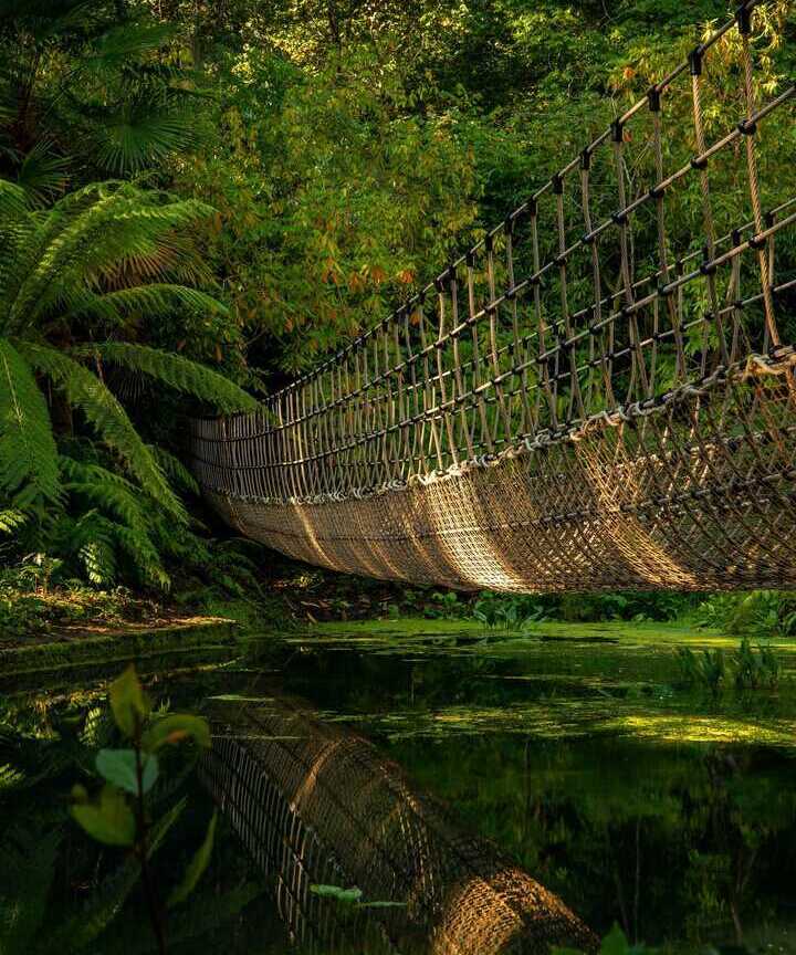 A suspended wooden bridge surrounded by lush green foliage and water.