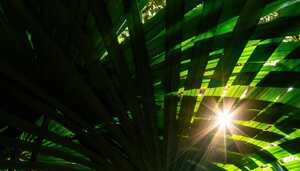 sunslight passing the grasses at abbotsbury subtropical gardens