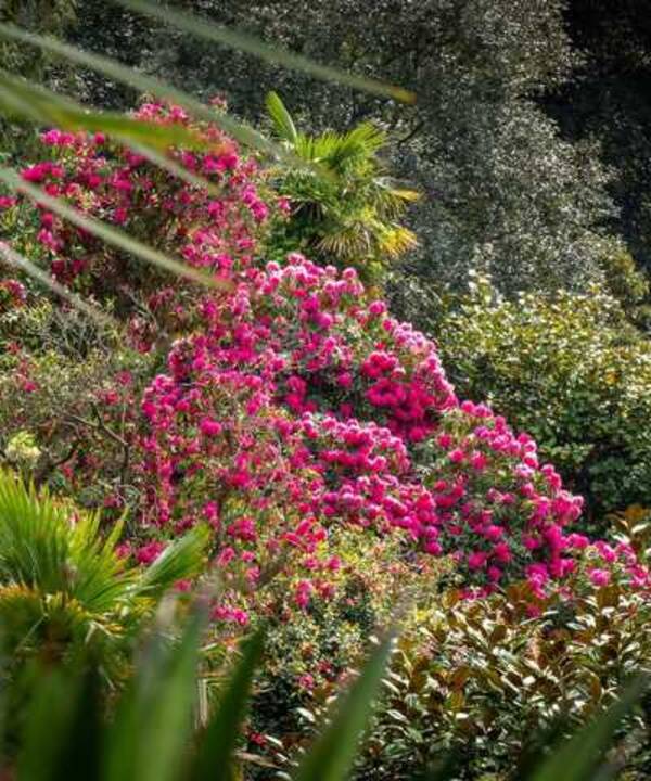 Drone footage of Abbotsbury Subtropical Gardens