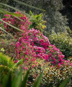 Drone footage of Abbotsbury Subtropical Gardens