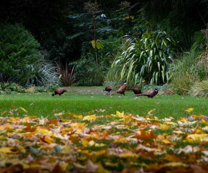 A vibrant scene at Abbotsbury Subtropical Gardens with orange and yellow flowers under a blue sky.