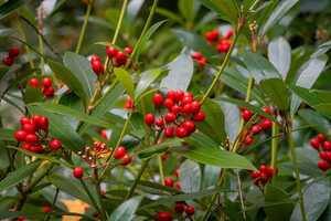 pathway leading through abbotsbury subtropical gardens