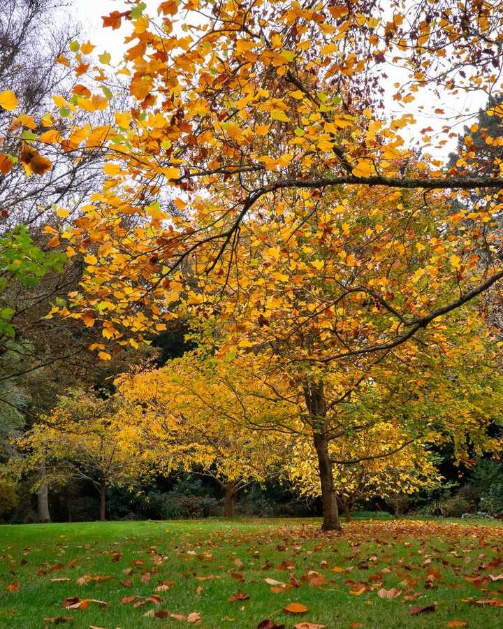 A vibrant scene at Abbotsbury Subtropical Gardens with orange and yellow flowers under a blue sky.
