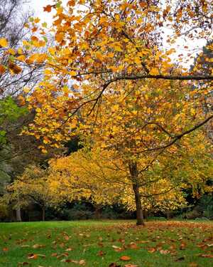 A vibrant scene at Abbotsbury Subtropical Gardens with orange and yellow flowers under a blue sky.