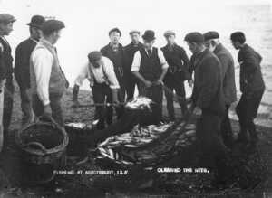 This picture, taken around 1900, shows a typical catch of mackerel and herring. Estate workers from the farm and garden staff would have helped to haul in the seine nets. This picture, taken around 1900, shows a typical catch of mackerel and herring. Estate workers from the farm and garden staff would have helped to haul in the seine nets.