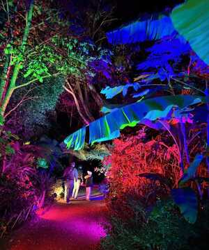 Illuminate at Abbotsbury Subtropical Gardens