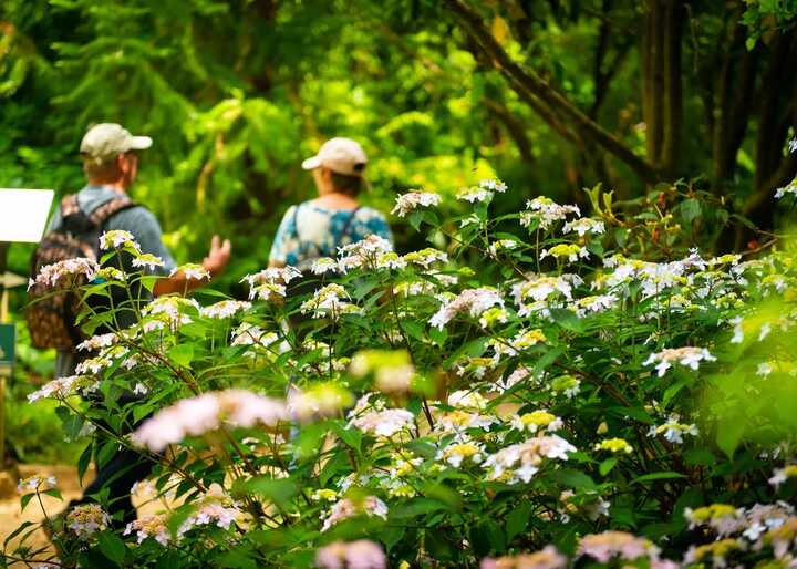 Lush greenery with blue and white hydrangea flowers in a vibrant garden.