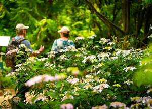 Lush greenery with blue and white hydrangea flowers in a vibrant garden.