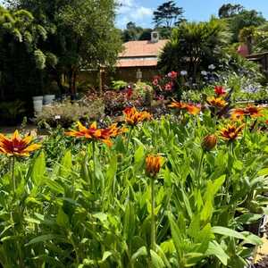 A garden centre with various plants and two people browsing among the flowers.