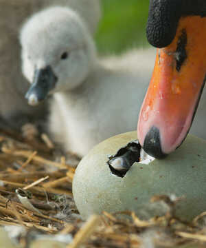 A swan gently touches a hatching egg, while a cygnet looks on nearby.