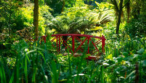 red bridge at abbotsbury subtropical gardens