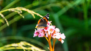 butterfly landing on a flower at abbotsbury subtropical gardens