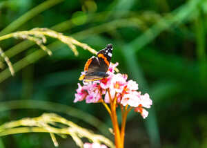 A butterfly perched on pink flowers with green foliage in the background.