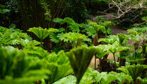 pathway lined with subtropical plant life at abbotsbury