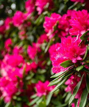 Close-up of vibrant pink rhododendron flowers with intricate petal patterns.