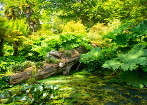 Green vegetation surrounds a serene pond with a fallen log and large leaves.
