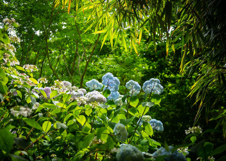 Lush greenery with blue and white hydrangea flowers in a vibrant garden.