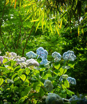 Blue and white hydrangea flowers surrounded by lush green foliage.