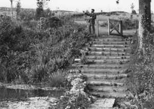 black and white photo of abbotsbury subtropical gardens taken from country life magazine in 1899 black and white photo of abbotsbury subtropical gardens taken from country life magazine in 1899