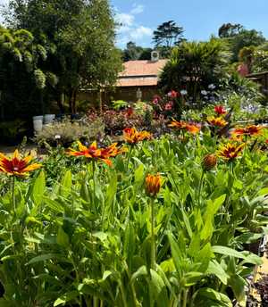 colourful plant life at abbotsbury subtropical gardens colourful plant life at abbotsbury subtropical gardens