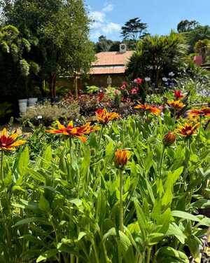 Colorful plant life at Abbotsbury
